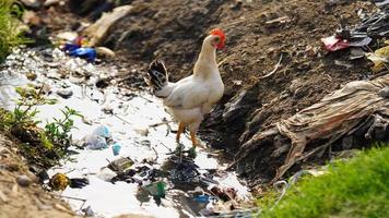 las gallinas están de pie al lado de la calle foto