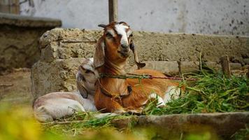 brown and white goat sitting in grass photo