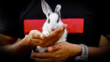 conejo blanco y negro en la mano foto