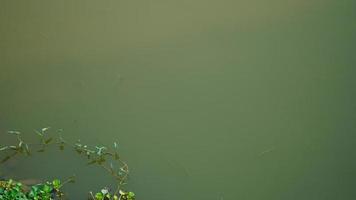 snake in the water image photo