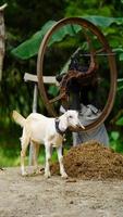 white goat eating something image photo