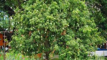 green mango tree in the farm photo