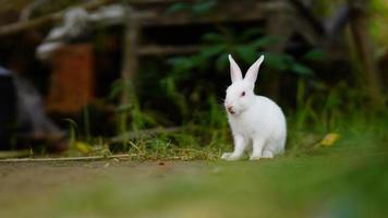 cute rabbit sitting in the grass photo