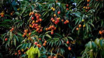 red and sweet lychee on the tree photo