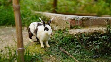 lindo conejo en la hierba foto