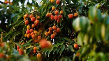 red and sweet lychee on the tree photo