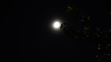 luna blanca pulsada en modo noche foto