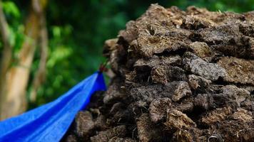 cow dung for fire purpose photo