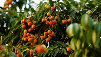 red and sweet lychee on the tree photo