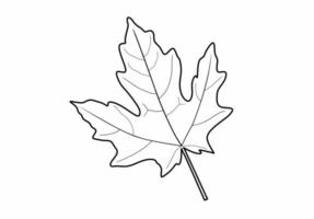 hand drawn maple leaf icon isolated on white background vector