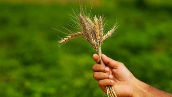 wheat plant in farmer hand photo