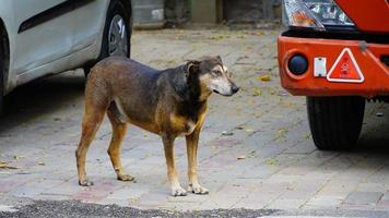 alone dog image on street india photo