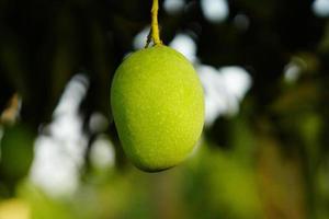 un mango colgando de un árbol. foto