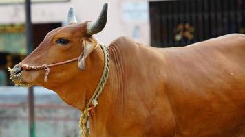 imagen de una vaca lechera india foto