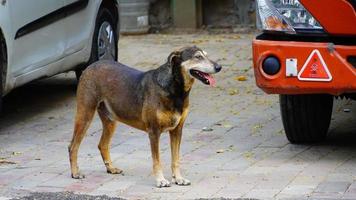 alone dog image on street india photo