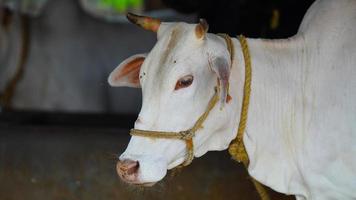 The indian white milky cow photo