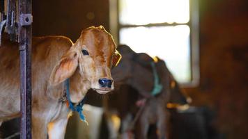 The brown cute calf with sun flayer photo