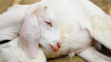 sad white goat sitting in ground photo