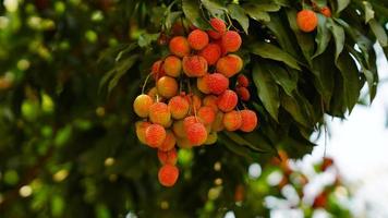 red and sweet lychee image photo