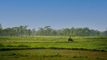 boys siting on buffalo image photo