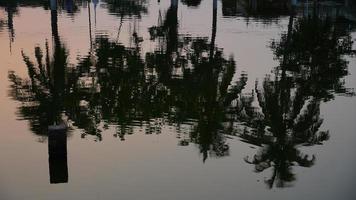 reflection shoot of tree in the water photo