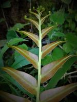 fern leaves, unique shape at each end of the curved leaf, great for backgrounds photo