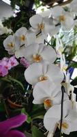 white orchid flower, looks beautiful all bloom photo