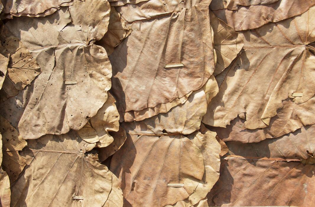 Tobacco Leaf Stock Photos, Images and Backgrounds for Free Download