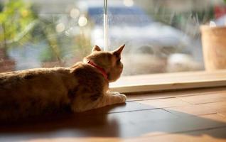 cat look outside door glass photo