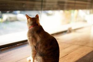 el gato se sienta y mira afuera en busca de libertad foto