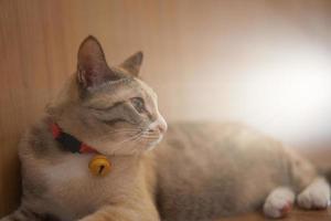 cat look at light beam photo