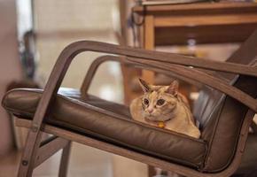 cat on armchair photo