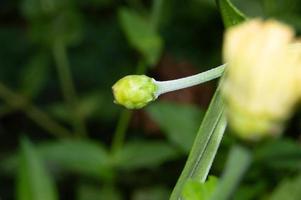 close up of flowers in process of blooming photo