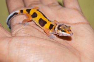 hand held tame leopard gecko lizard photo