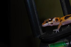 leopard gecko lizard playing on a camera tripod photo