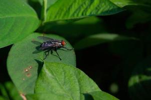 leaves of wild plants infested with flies photo