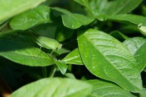 green leaves with green grasshoppers perched on them. photo