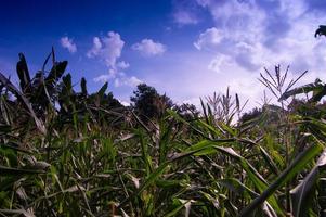 Corn plantation view with blue clouds photo