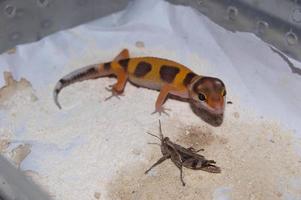 cerca de gecko leopardo gecko. el gecko leopardo es un tipo de gecko que se encuentra en pakistán, india e irán foto