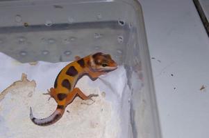 close up of leopard gecko gecko. Leopard gecko is a type of gecko found in Pakistan, India and Iran photo