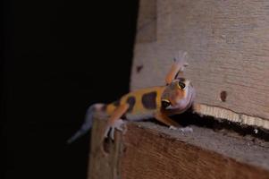 pet leopard gecko, lovely reptile for decoration. tame animal. Animals playing on wood. photo