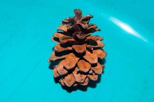 pine cones that are old and fall from the tree photo
