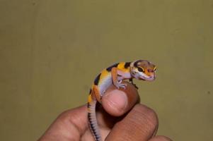 lagarto gecko leopardo domesticado de mano foto