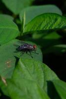 leaves of wild plants infested with flies photo