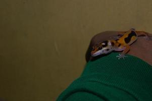 hand held tame leopard gecko lizard photo