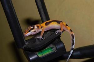 leopard gecko lizard playing on a camera tripod photo