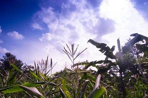 Corn plantation view with blue clouds photo