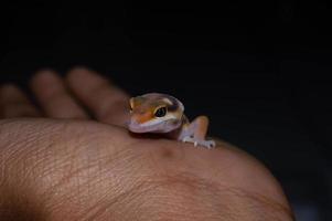 cerca de gecko leopardo gecko. el gecko leopardo es un tipo de gecko que se encuentra en pakistán, india e irán foto