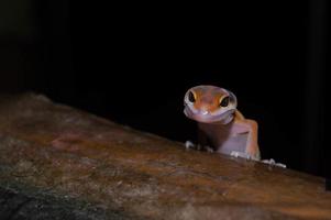 close up of leopard gecko gecko. Leopard gecko is a type of gecko found in Pakistan, India and Iran photo