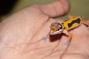 hand held tame leopard gecko lizard photo